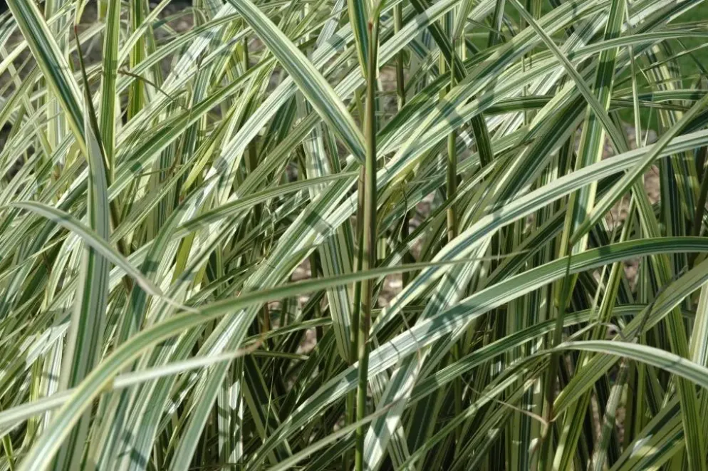 Miscanthus sinensis 'Variegatus' (Prachtriet 'Variegatus')
