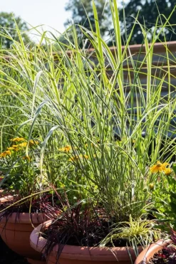 Miscanthus sinensis 'Variegatus' (Prachtriet 'Variegatus')