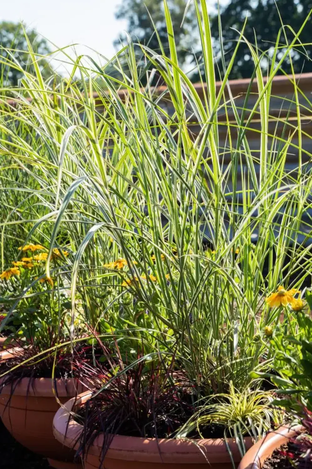 Miscanthus sinensis 'Variegatus' (Prachtriet 'Variegatus')