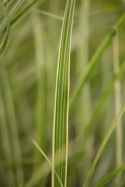 Miscanthus sinensis 'Variegatus' (Prachtriet 'Variegatus')