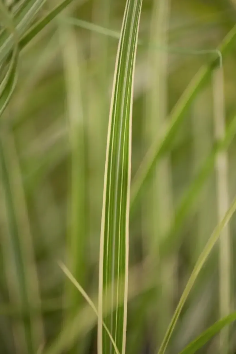 Miscanthus sinensis 'Variegatus' (Prachtriet 'Variegatus')
