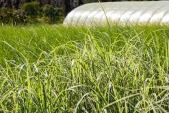 Miscanthus sinensis 'Variegatus' (Prachtriet 'Variegatus')