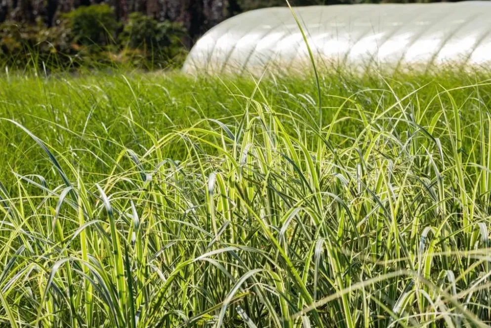 Miscanthus sinensis 'Variegatus' (Prachtriet 'Variegatus')