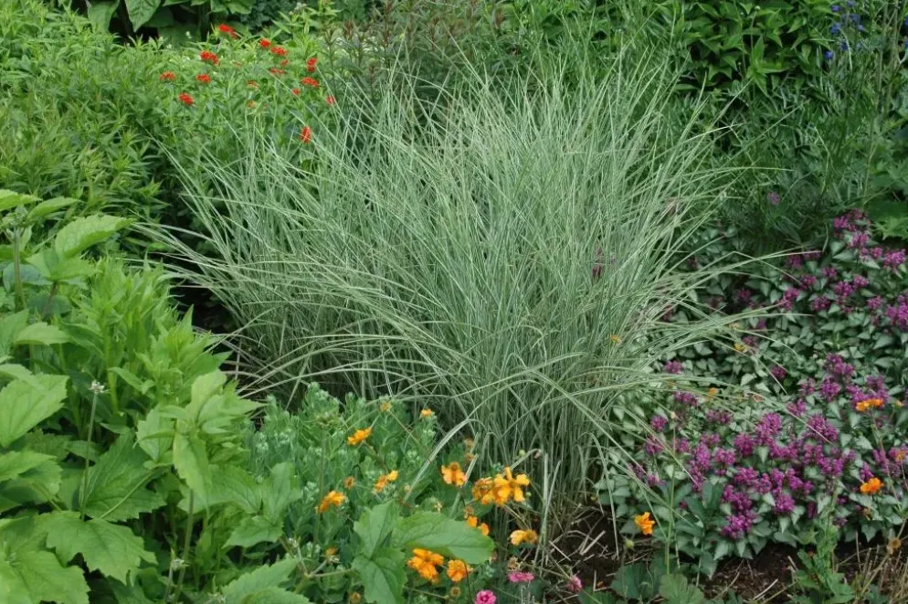 Miscanthus sinensis 'Variegatus' (Prachtriet 'Variegatus')