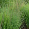 Molinia caerulea 'Moorhexe' (Pijpestrootje 'Moorhexe')