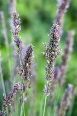 Molinia caerulea 'Moorhexe' (Pijpestrootje 'Moorhexe')