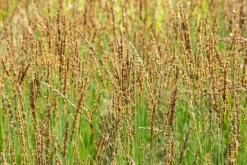 Molinia caerulea 'Moorhexe' (Pijpestrootje 'Moorhexe')