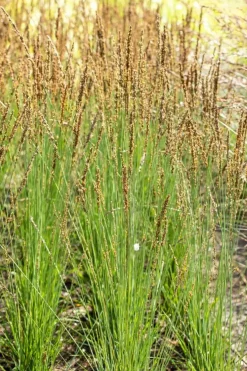 Molinia caerulea 'Moorhexe' (Pijpestrootje 'Moorhexe')
