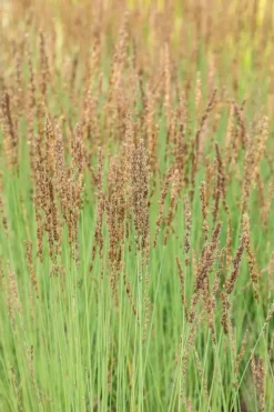 Molinia caerulea 'Moorhexe' (Pijpestrootje 'Moorhexe')
