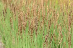Molinia caerulea 'Moorhexe' (Pijpestrootje 'Moorhexe')