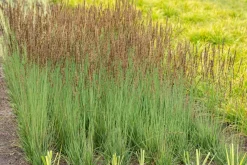 Molinia caerulea 'Moorhexe' (Pijpestrootje 'Moorhexe')