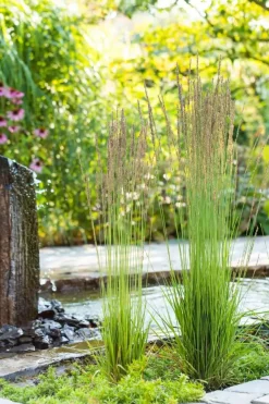Molinia caerulea 'Moorhexe' (Pijpestrootje 'Moorhexe')