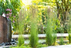 Molinia caerulea 'Moorhexe' (Pijpestrootje 'Moorhexe')