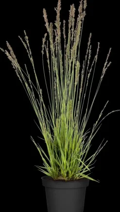 Molinia caerulea 'Moorhexe' (Pijpestrootje 'Moorhexe')