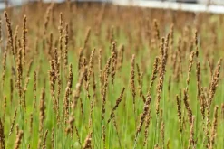 Molinia caerulea 'Moorhexe' (Pijpestrootje 'Moorhexe')