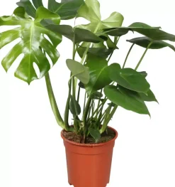 Monstera Deliciosa (Gatenplant) 80cm