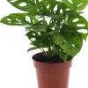 Monstera (Gatenplant) 25cm