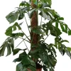 Monstera (Gatenplant) 125cm