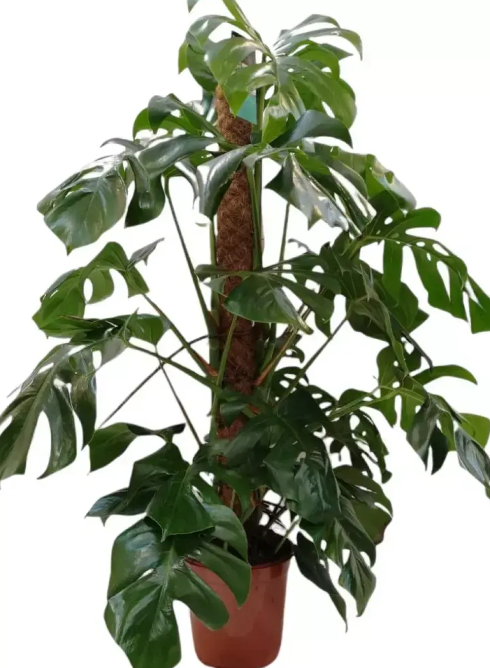 Monstera (Gatenplant) 125cm