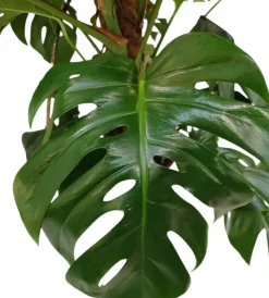 Monstera (Gatenplant) 125cm