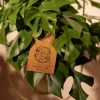 Monstera minima (Gatenplant) 30cm