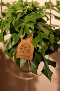 Monstera minima (Gatenplant) 30cm