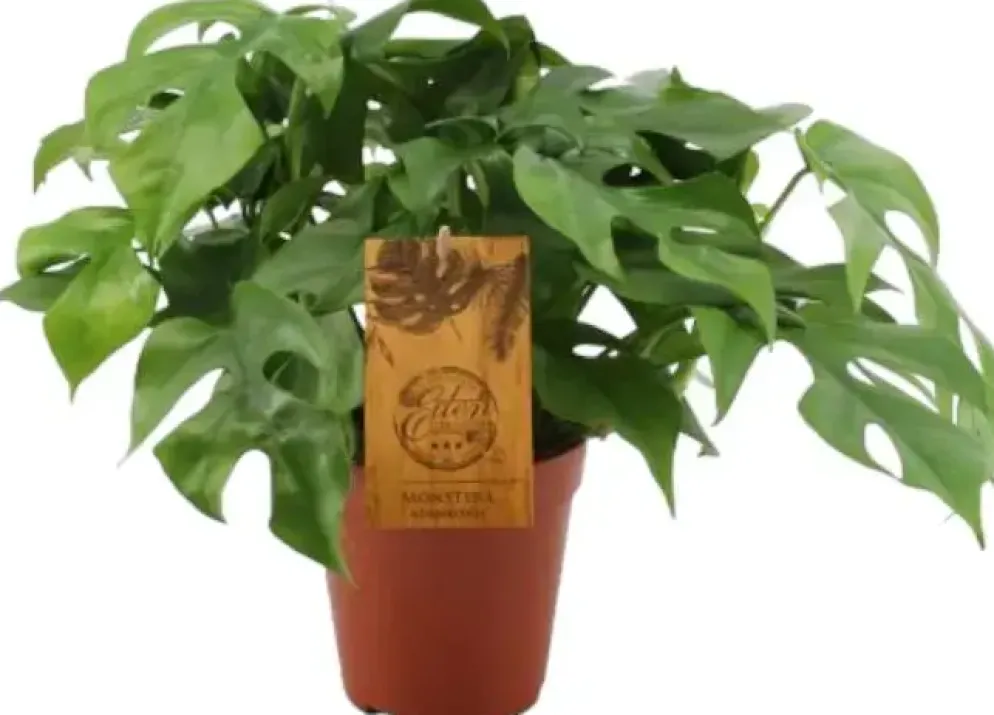 Monstera minima (Gatenplant) 30cm