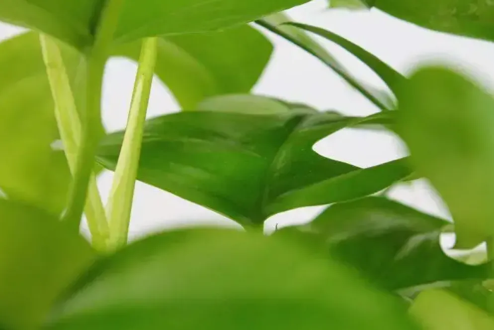 Monstera minima (Gatenplant) 30cm