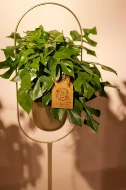 Monstera minima (Gatenplant) 30cm