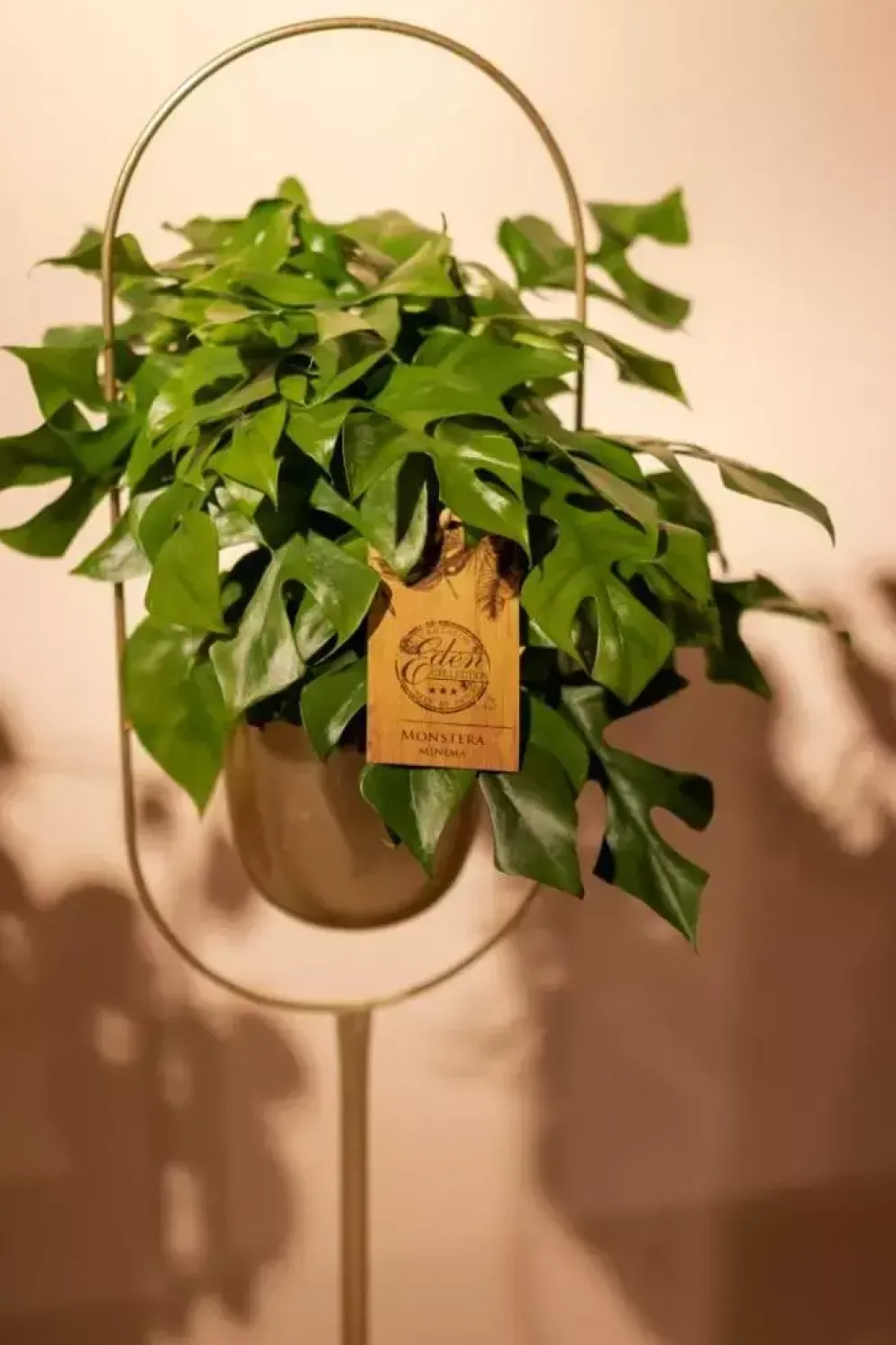 Monstera minima (Gatenplant) 30cm