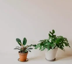 Monstera minima (Gatenplant) 30cm