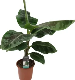 Musa dwarf (Bananenplant) 90cm