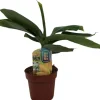 Musa oriental dwarf (Bananenplant) 30cm
