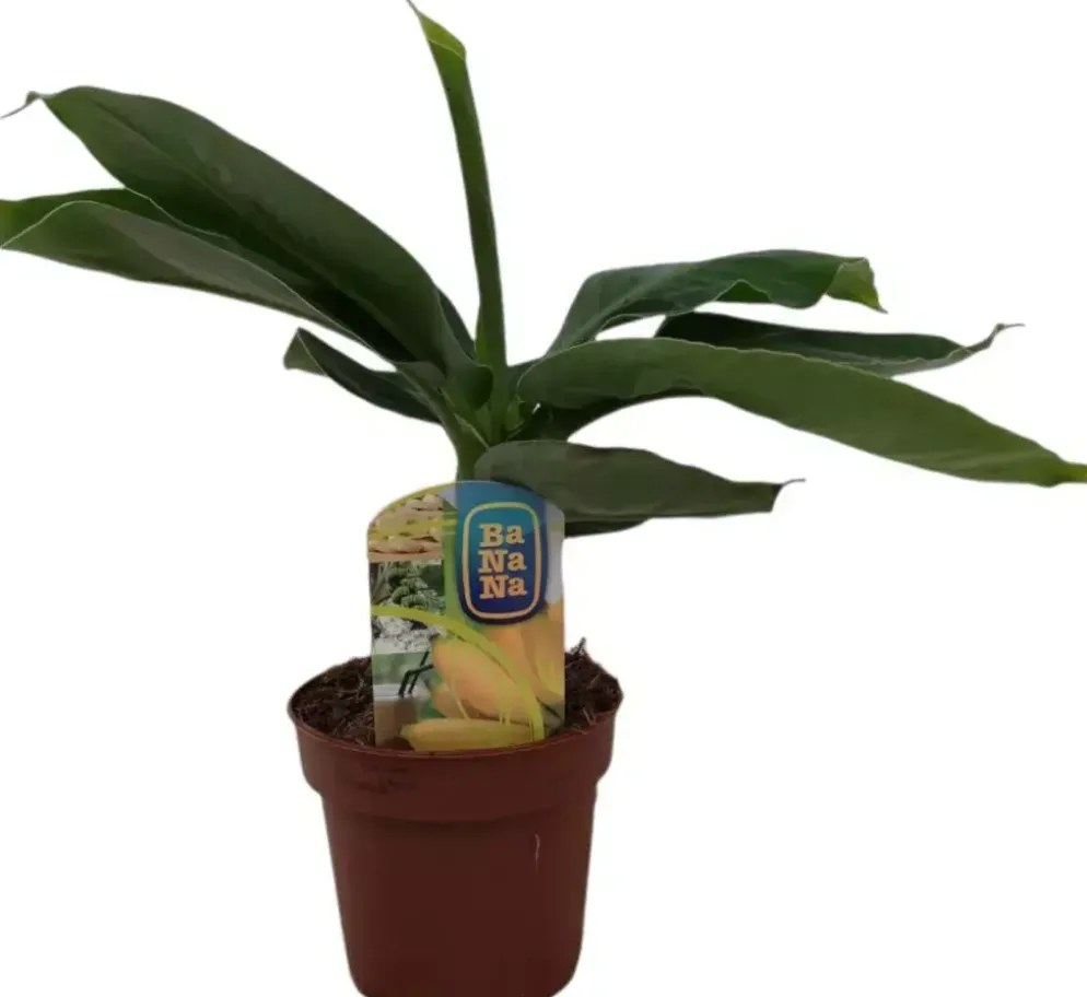 Musa oriental dwarf (Bananenplant) 30cm