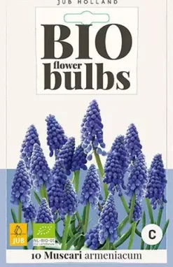 Muscari armeniacum 10 stuks biologisch geteeld