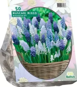 Muscari mix 50 stuks
