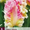 Muscari pink sunrise 3 bloembollen