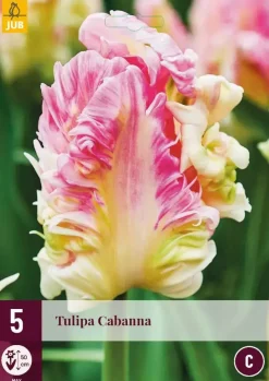 Muscari pink sunrise 3 bloembollen