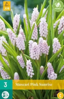 Muscari pink sunrise 3 bloembollen