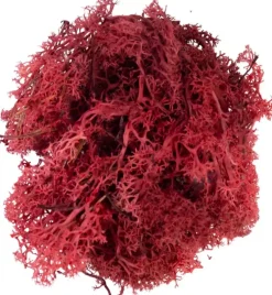 My Village Rendiermos rood 50g