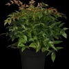 Nandina domestica (Hemelse bamboe)
