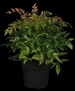 Nandina domestica (Hemelse bamboe)