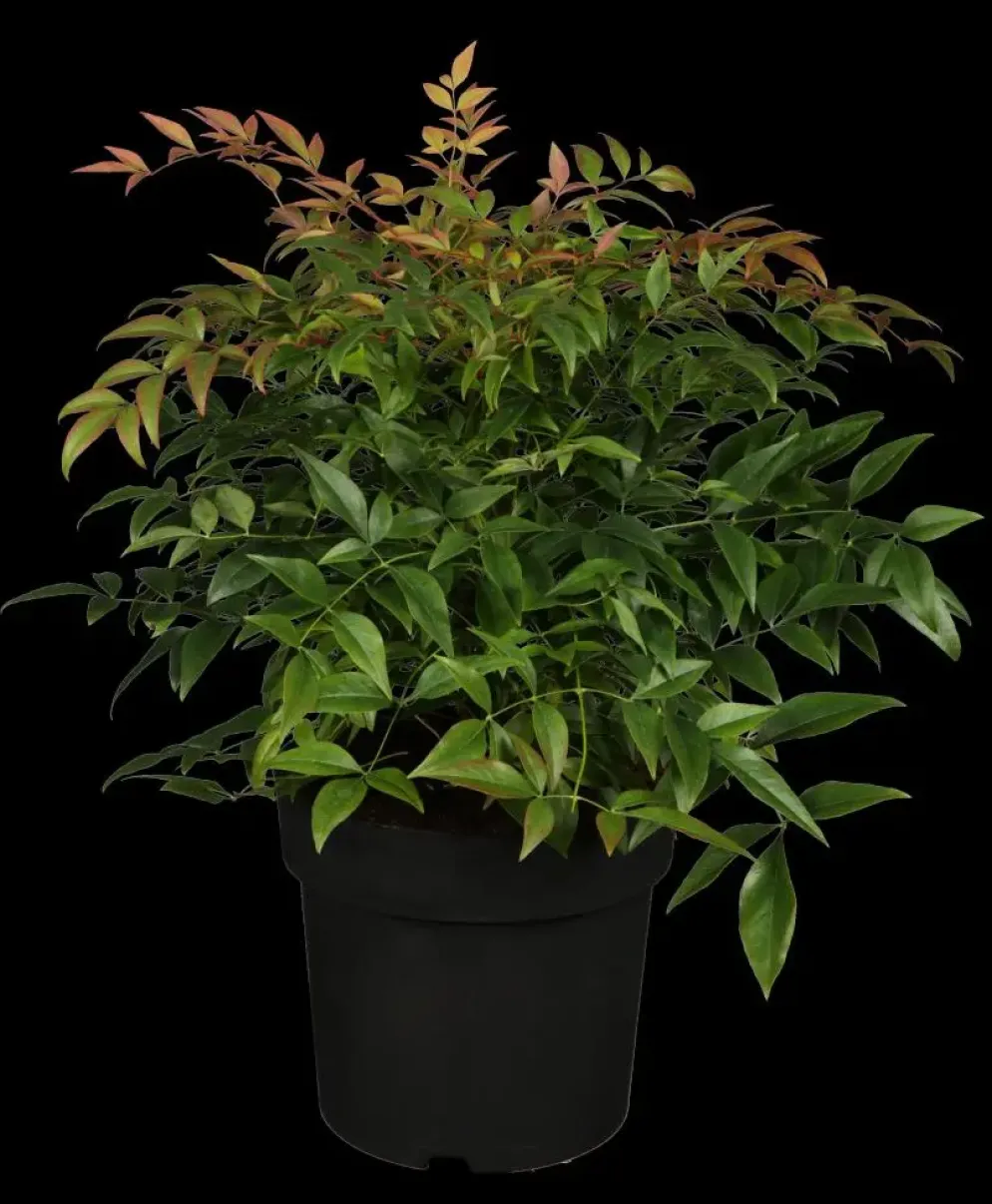 Nandina domestica (Hemelse bamboe)