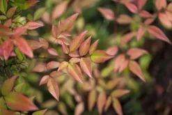 Nandina domestica (Hemelse bamboe)