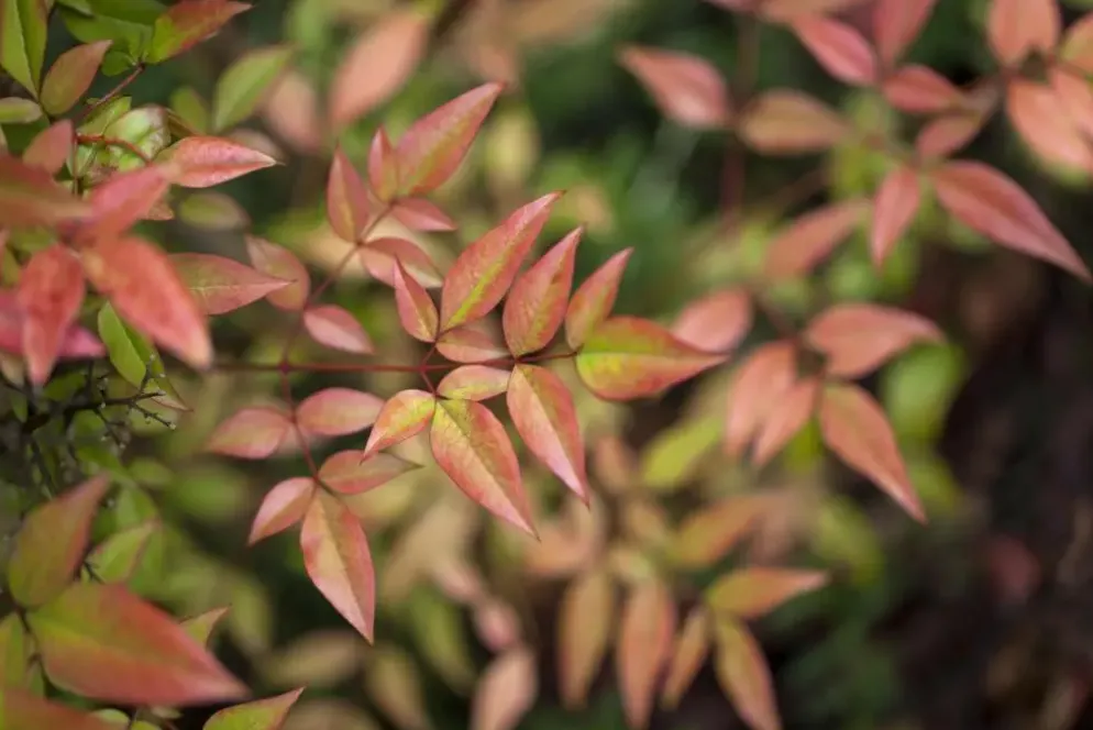 Nandina domestica (Hemelse bamboe)