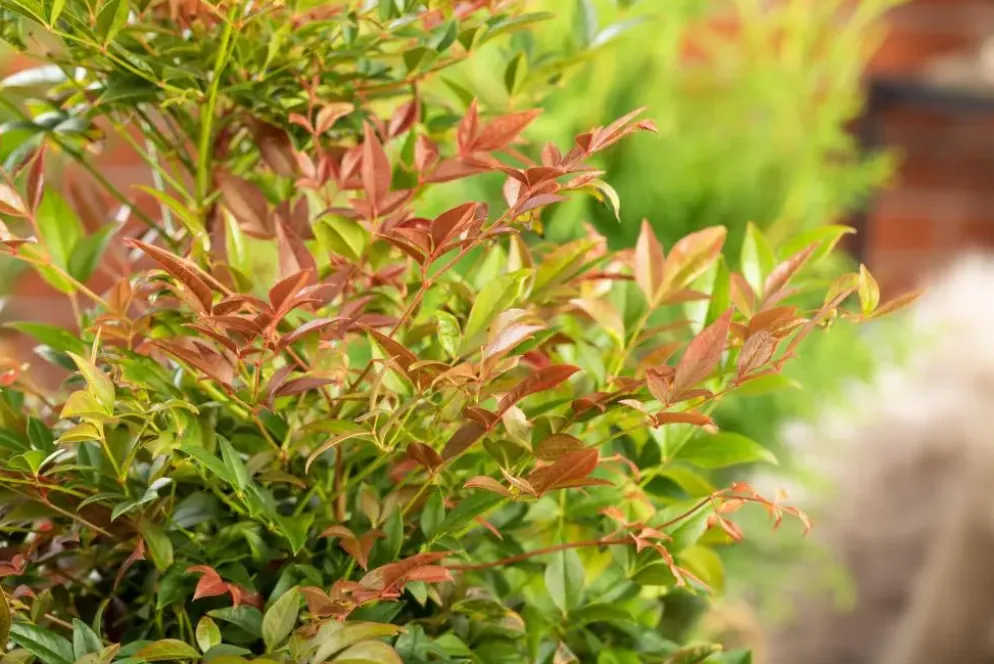 Nandina domestica (Hemelse bamboe)