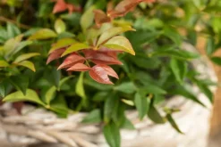 Nandina domestica (Hemelse bamboe)