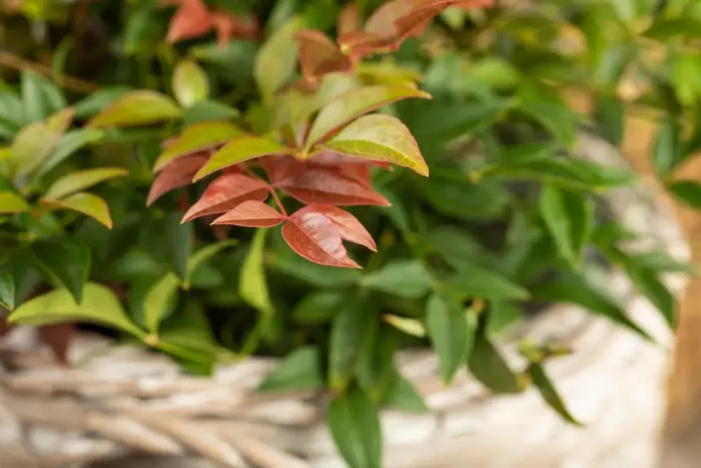 Nandina domestica (Hemelse bamboe)