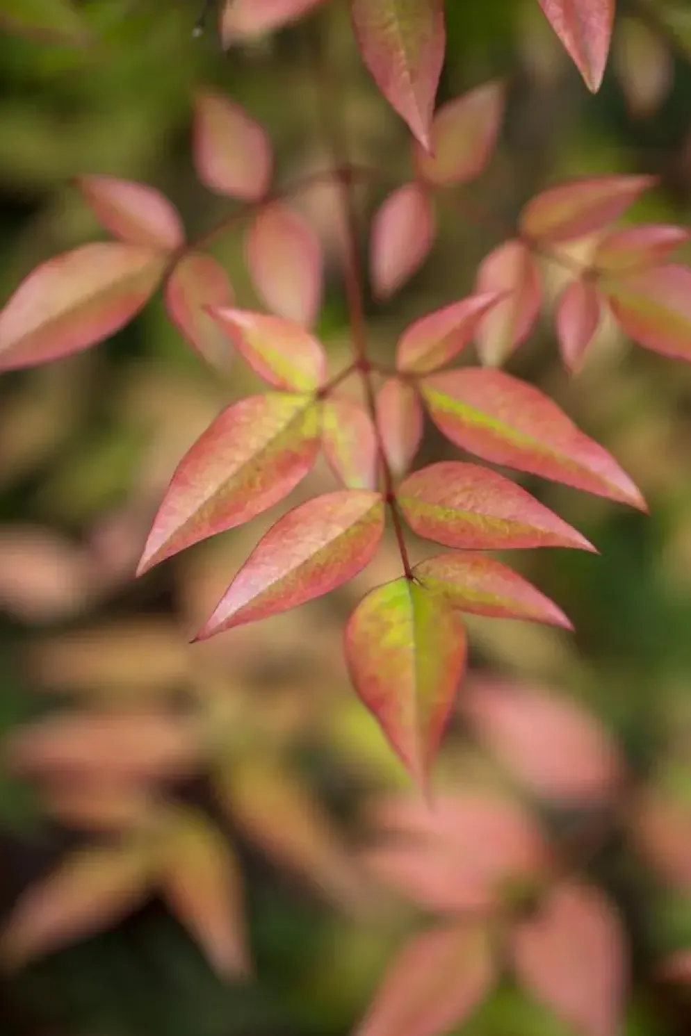 Nandina domestica (Hemelse bamboe)