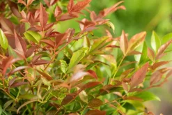 Nandina domestica (Hemelse bamboe)